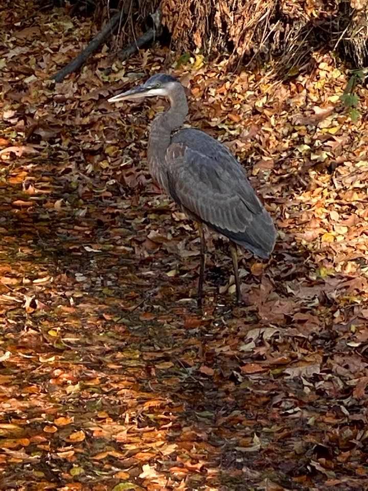 A grey heron stands in a leaf covered pond